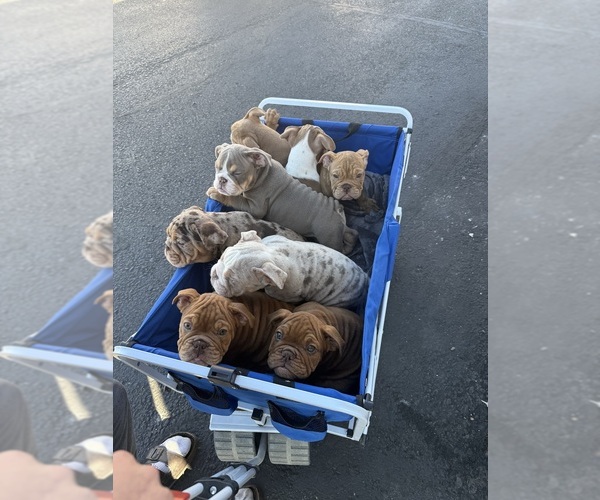 Medium Photo #1 Bulldog Puppy For Sale in SUN CITY, AZ, USA