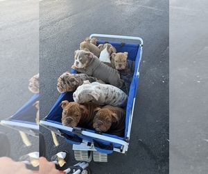 Bulldog Puppy for sale in SUN CITY, AZ, USA