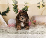 Small Photo #3 ShihPoo Puppy For Sale in WARSAW, IN, USA