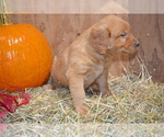 Puppy Bentley Golden Retriever