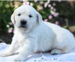 Small #1 English Cream Golden Retriever