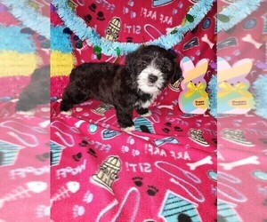 Poodle (Toy) Puppy for sale in LAPEER, MI, USA