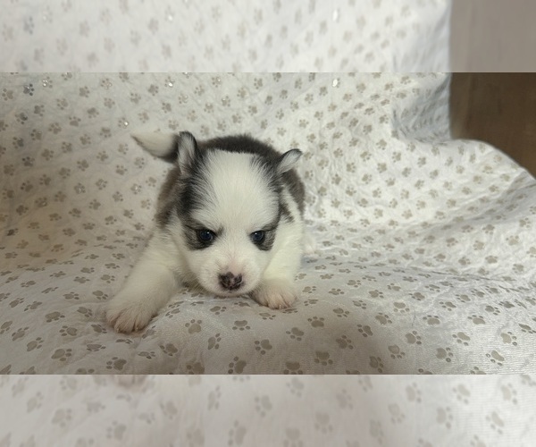 Medium Photo #28 Pomsky Puppy For Sale in NASHUA, NH, USA