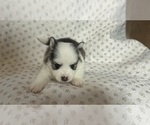 Small #7 Pomsky