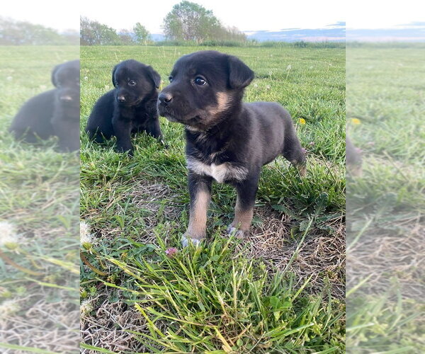 Medium Photo #4 Shepradors Puppy For Sale in Aurora, IN, USA