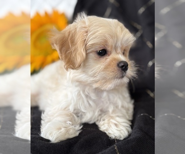 Medium Photo #6 Cav-A-Malt Puppy For Sale in ROCK STREAM, NY, USA
