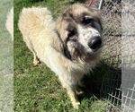 Small #1 Great Pyrenees Mix