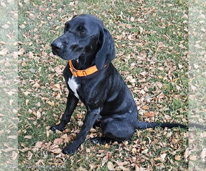 Medium Labrador Retriever Mix