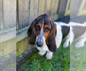 Lulu - Female Basset Hound Dog for Adoption - Photo #5