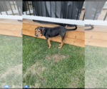 Small #11 Black and Tan Coonhound