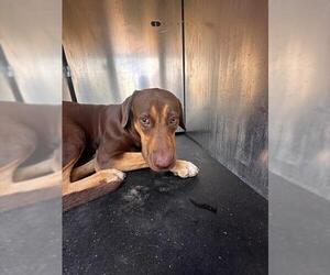 American Staffordshire Terrier Dogs for adoption in San Antonio, TX, USA