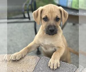 Fiji Pup - Suva - Female Colonial Cocker Spaniel-Unknown Mix Dog for Adoption - Photo #4