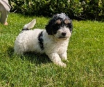 Small #9 Poovanese