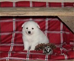 Puppy 3 American Eskimo Dog