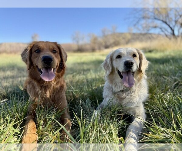 Medium Photo #8 Golden Retriever Puppy For Sale in DE BEQUE, CO, USA