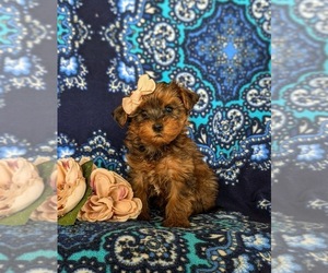 YorkiePoo Puppy for sale in LINCOLN UNIVERSITY, PA, USA