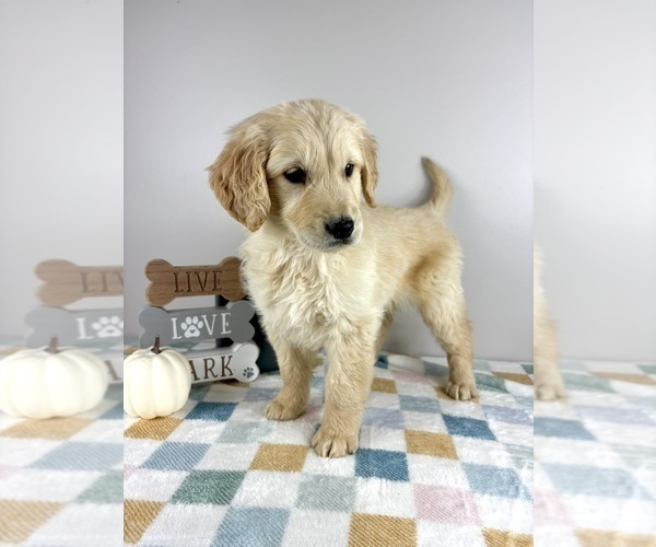 Medium Photo #6 Golden Retriever Puppy For Sale in INDIANAPOLIS, IN, USA