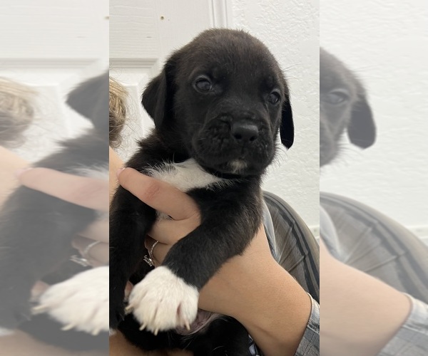 Medium Photo #1 American Bulldog Puppy For Sale in HOMESTEAD, FL, USA