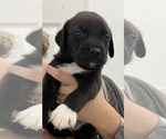 Small American Bulldog
