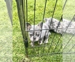 Small Photo #30 French Bulldog Puppy For Sale in MIAMI BEACH, FL, USA