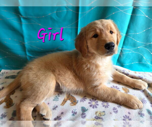 Medium Photo #1 Golden Retriever Puppy For Sale in PLANT CITY, FL, USA