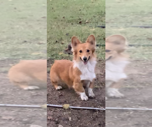 Mother of the Pembroke Welsh Corgi puppies born on 10/16/2025