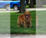Small Photo #1 Goldendoodle (Miniature) Puppy For Sale in MILLERSBURG, OH, USA