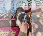 Small Photo #5 Shiranian Puppy For Sale in GREENWOOD, WI, USA