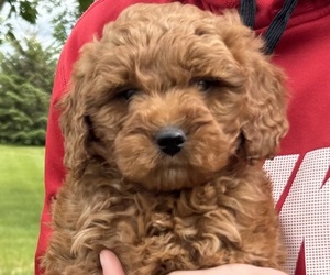 Goldendoodle (Miniature) Puppy for sale in HULL, IA, USA