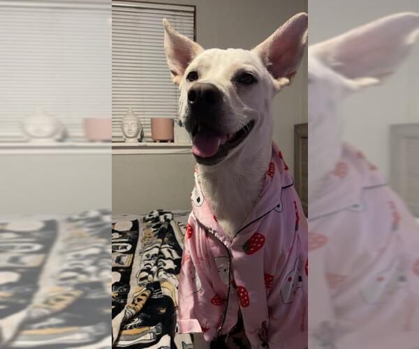 Medium Photo #1 Labrador Retriever-Unknown Mix Puppy For Sale in San Antonio, TX, USA