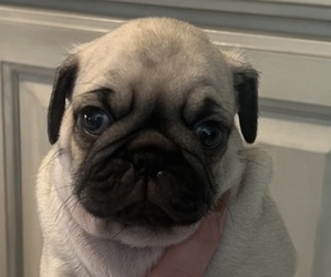 Pug Puppy for Sale in SURPRISE, Arizona USA