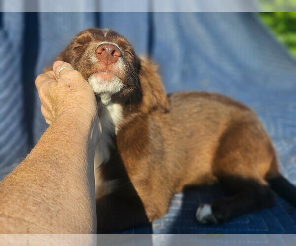 Medium Photo #5 Australian Shepherd-Chihuahua Mix Puppy For Sale in Wakefield, RI, USA