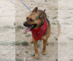 Tessa - Female Mutt Dog for Adoption - Photo #4
