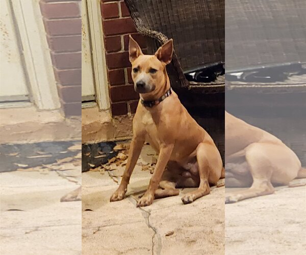 Medium Photo #3 American Staffordshire Terrier-Black Mouth Cur Mix Puppy For Sale in Spring, TX, USA