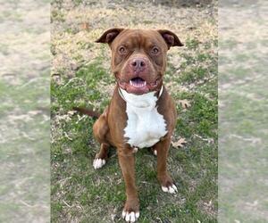 RUBBLE - Male Mutt Dog for Adoption - Photo #3