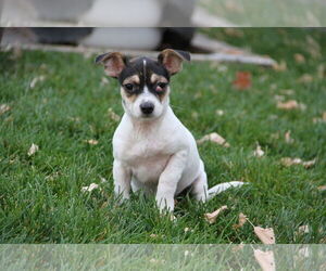 Chihuahua-Unknown Mix Dogs for adoption in Sandy, UT, USA