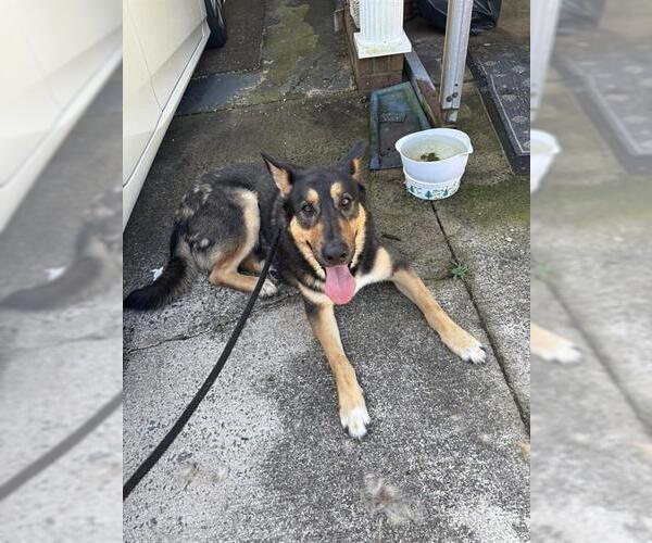 Medium Photo #1 German Shepherd Dog-Unknown Mix Puppy For Sale in Palmetto, FL, USA