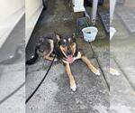 Small German Shepherd Dog Mix