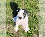 Puppy Jr American Bulldog