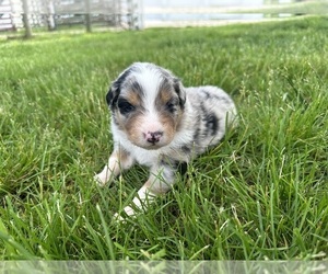 Mal-Shi Puppy for sale in WELLINGTON, MO, USA