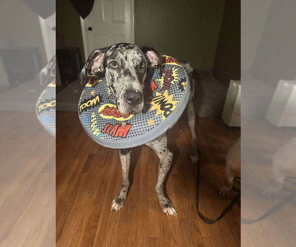 Medium Photo #2 Great Dane Puppy For Sale in Bullard, TX, USA