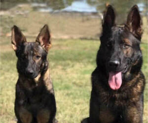 Mother of the German Shepherd Dog puppies born on 05/27/2025