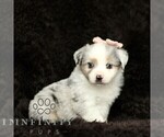 Small Miniature American Shepherd-Miniature Australian Shepherd Mix