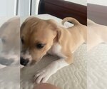 Small #11 Beagle Mix