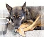 Small #2 German Shepherd Dog Mix