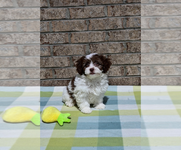 Medium Photo #3 Havapoo Puppy For Sale in GUTHRIE, KY, USA