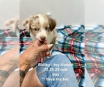 Small #1 Miniature Australian Shepherd
