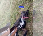 Small Photo #4 Holland Shepherd-Unknown Mix Puppy For Sale in Foristell, MO, USA
