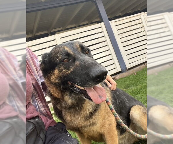 Medium Photo #2 German Shepherd Dog Puppy For Sale in phoenix, AZ, USA