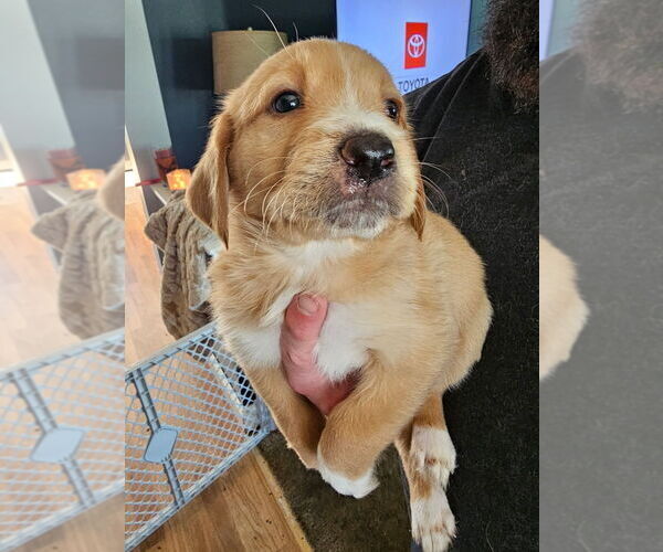 Medium Photo #1 Shepadoodle Puppy For Sale in CUDAHY, WI, USA